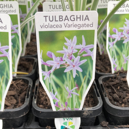 Tulbaghia violacea ‘Society Garlic Variegated’ 7cm