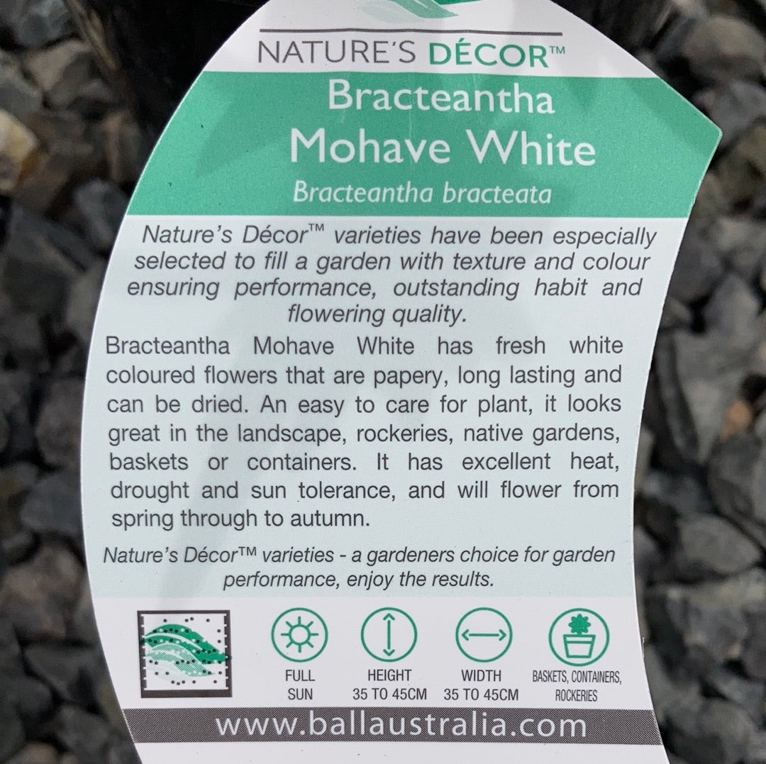 Bracteantha bracteata ‘Mohave White’ 14cm