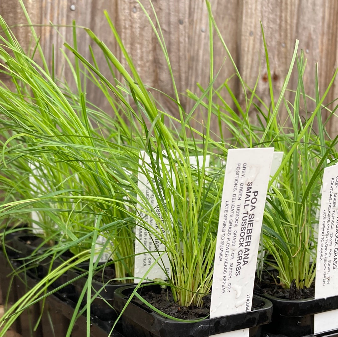 Poa sieberiana “Small Tussock Grass” 7cm