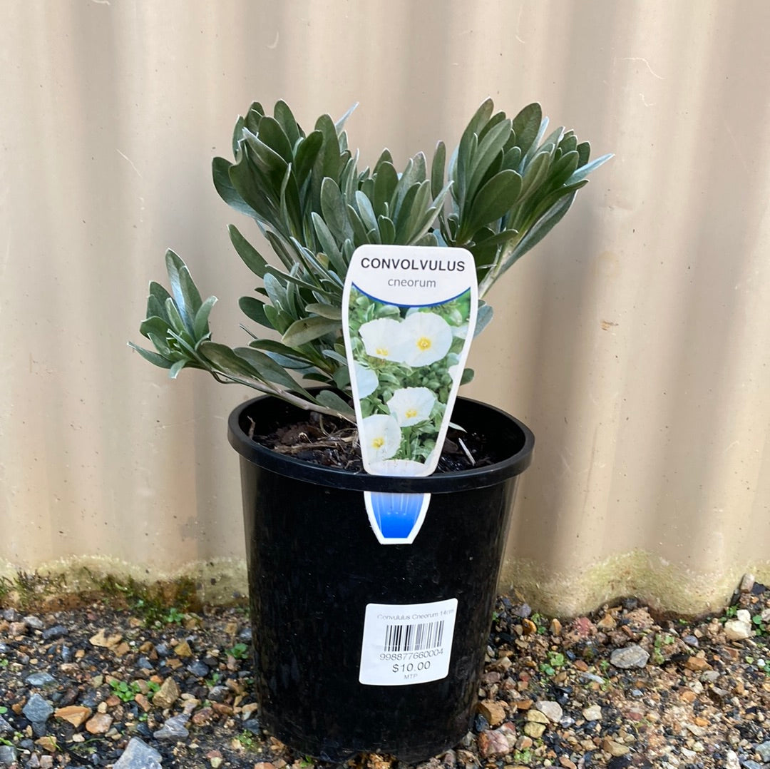 Convolvulus cneorum 'Silver Bush' 14cm