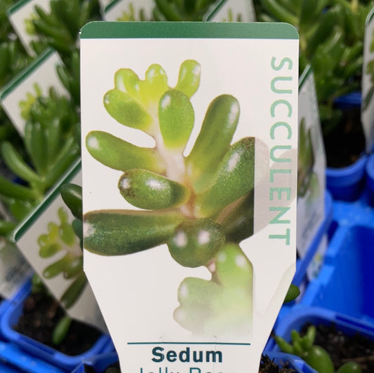 Sedum 'Jelly Bean' 7cm