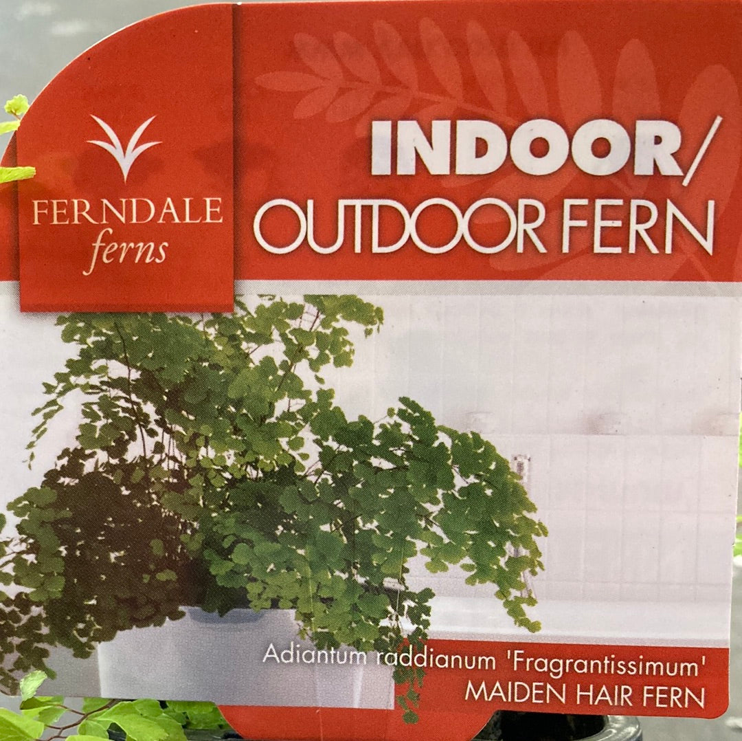 Adiantum 'Maiden Hair Fern' 7cm