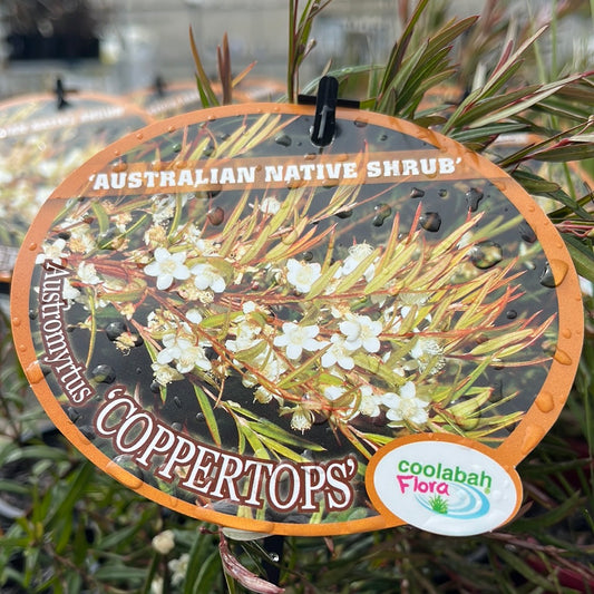 Austromyrtus Coppertops Yarra View Garden Centre Mount Evelyn