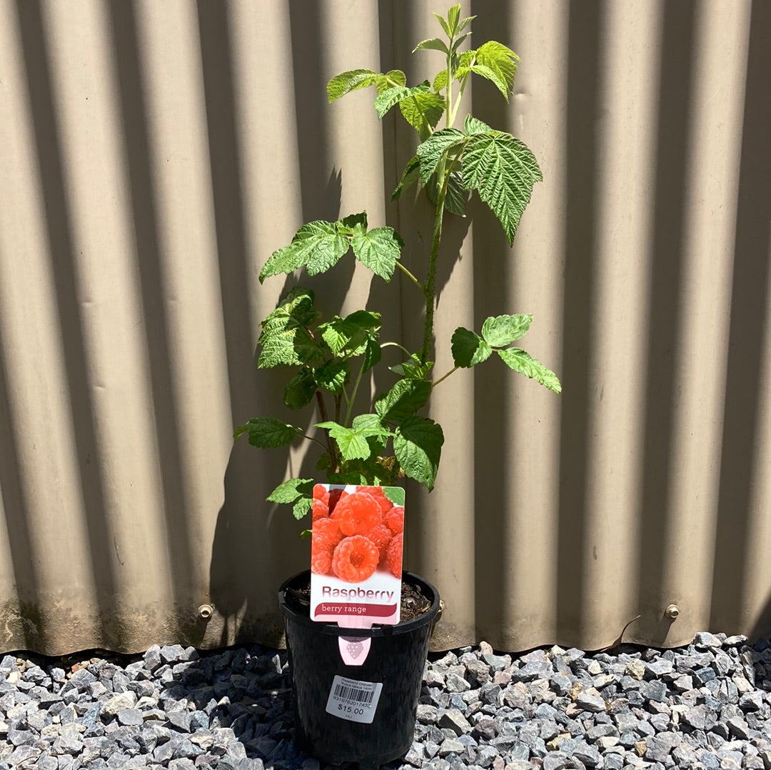 Raspberry Chilcotin' Rubus idaeus 14cm