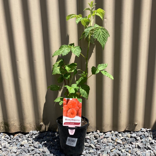 Raspberry Chilcotin' Rubus idaeus 14cm