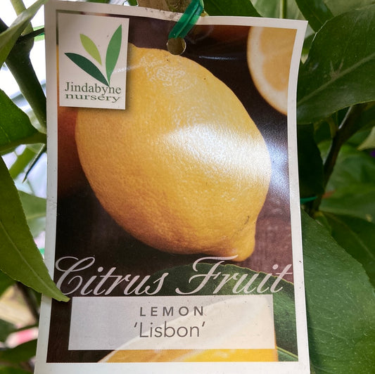 Lemon Lisbon Yarra View Garden Centre Mount Evelyn