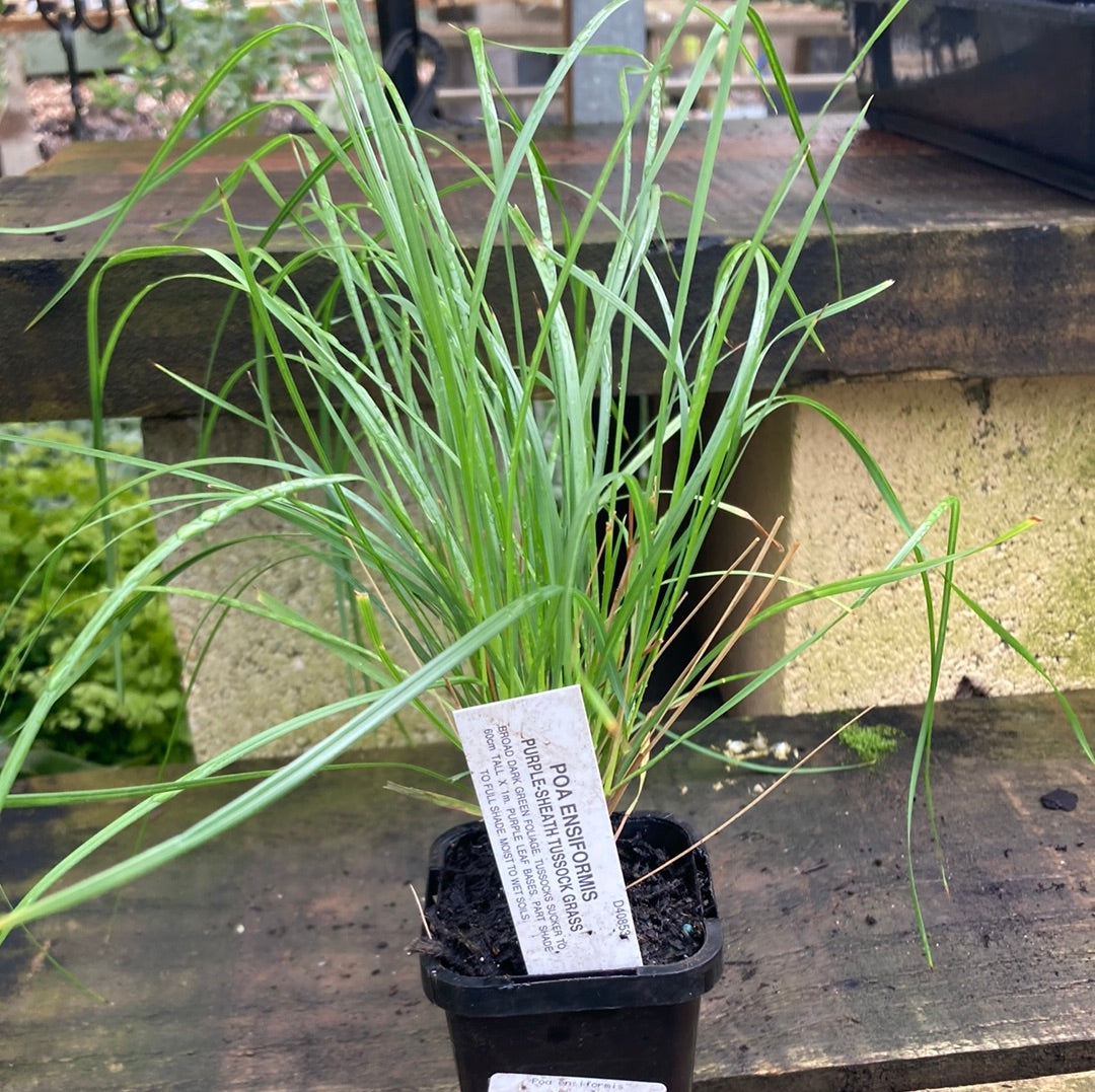 Poa ensiformis 'Purple-sheath tussock grass' 7cm