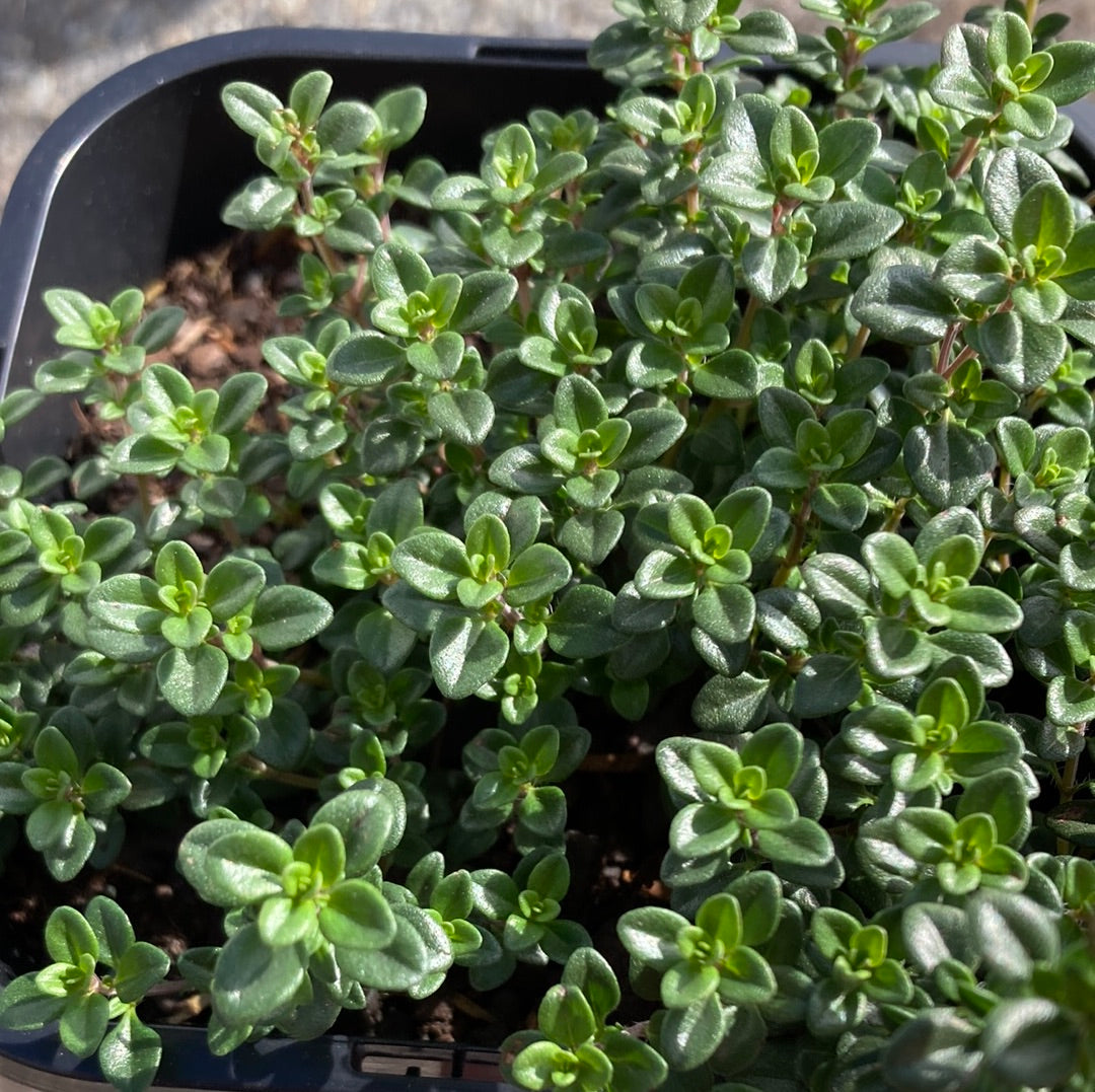 Thyme Lemon 95mm