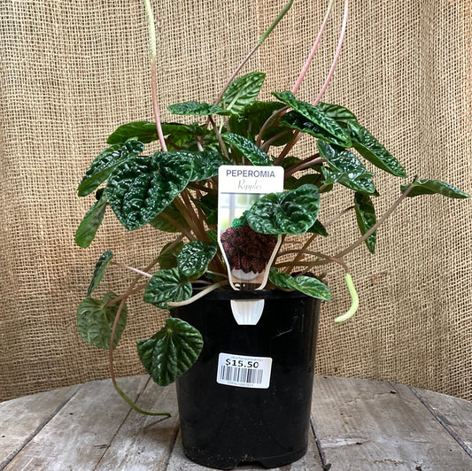 Peperomia caperata 'Emerald Ripple' 14cm