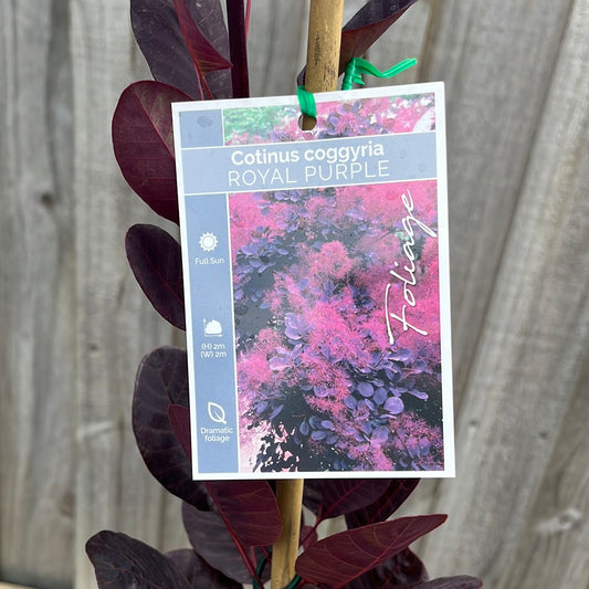 Cotinus 'Purple Smoke Bush' 18cm