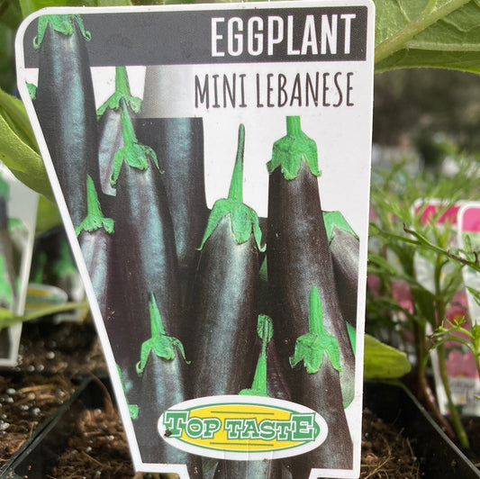 Eggplant Mini Lebanese 100mm