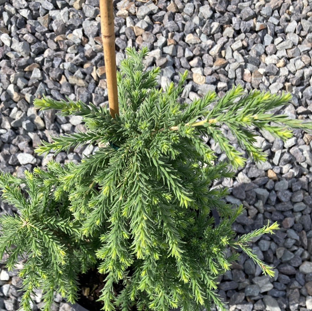 Melaleuca Incana Sea Mist Yarra View Garden Centre Mount Evelyn