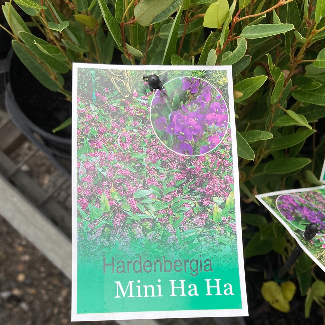 Hardenbergia Mini HaHa 14cm