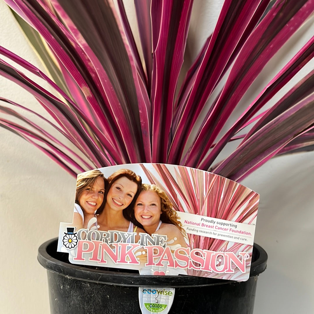 Cordyline Passion Pink 20cm