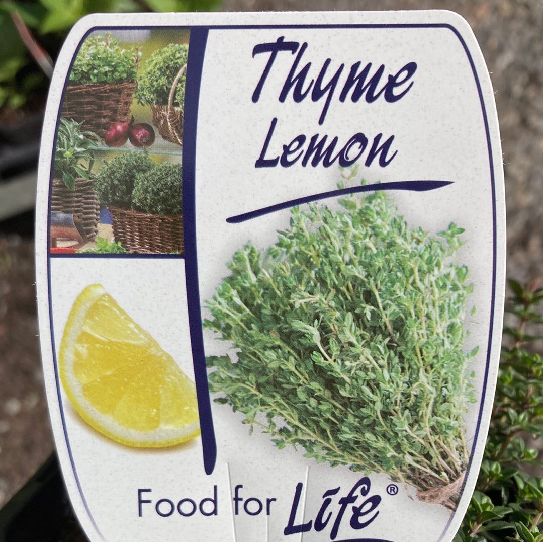 Thyme Lemon 95mm