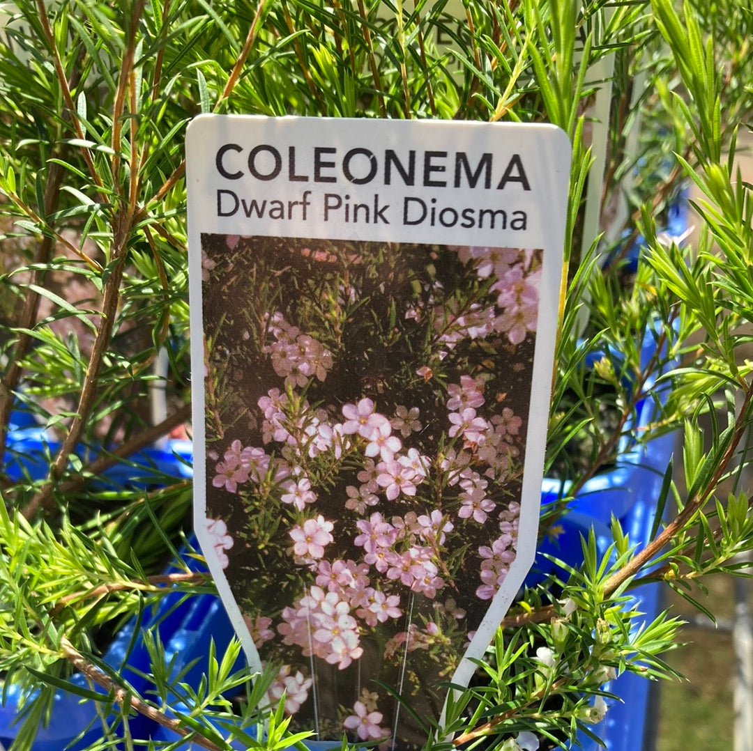 Coleonema ‘dwarf pink diosma’ 7cm