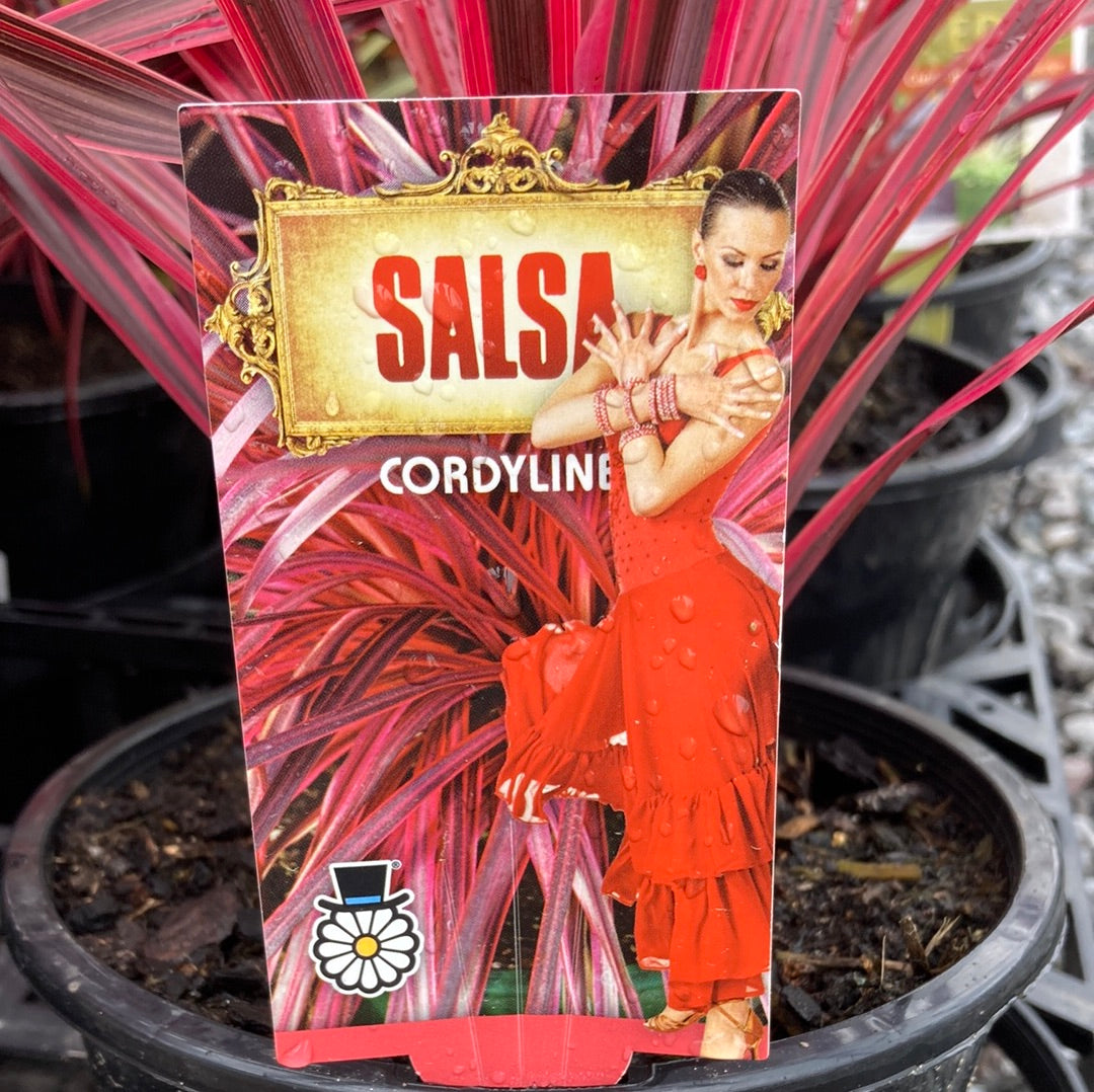 Cordyline ‘Salsa’ 14cm