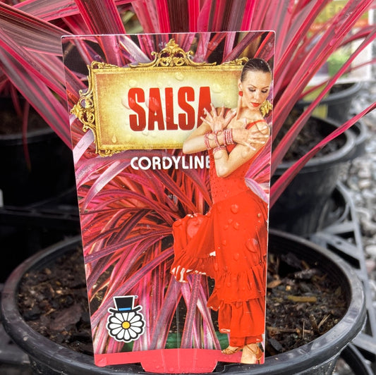 Cordyline ‘Salsa’ 14cm