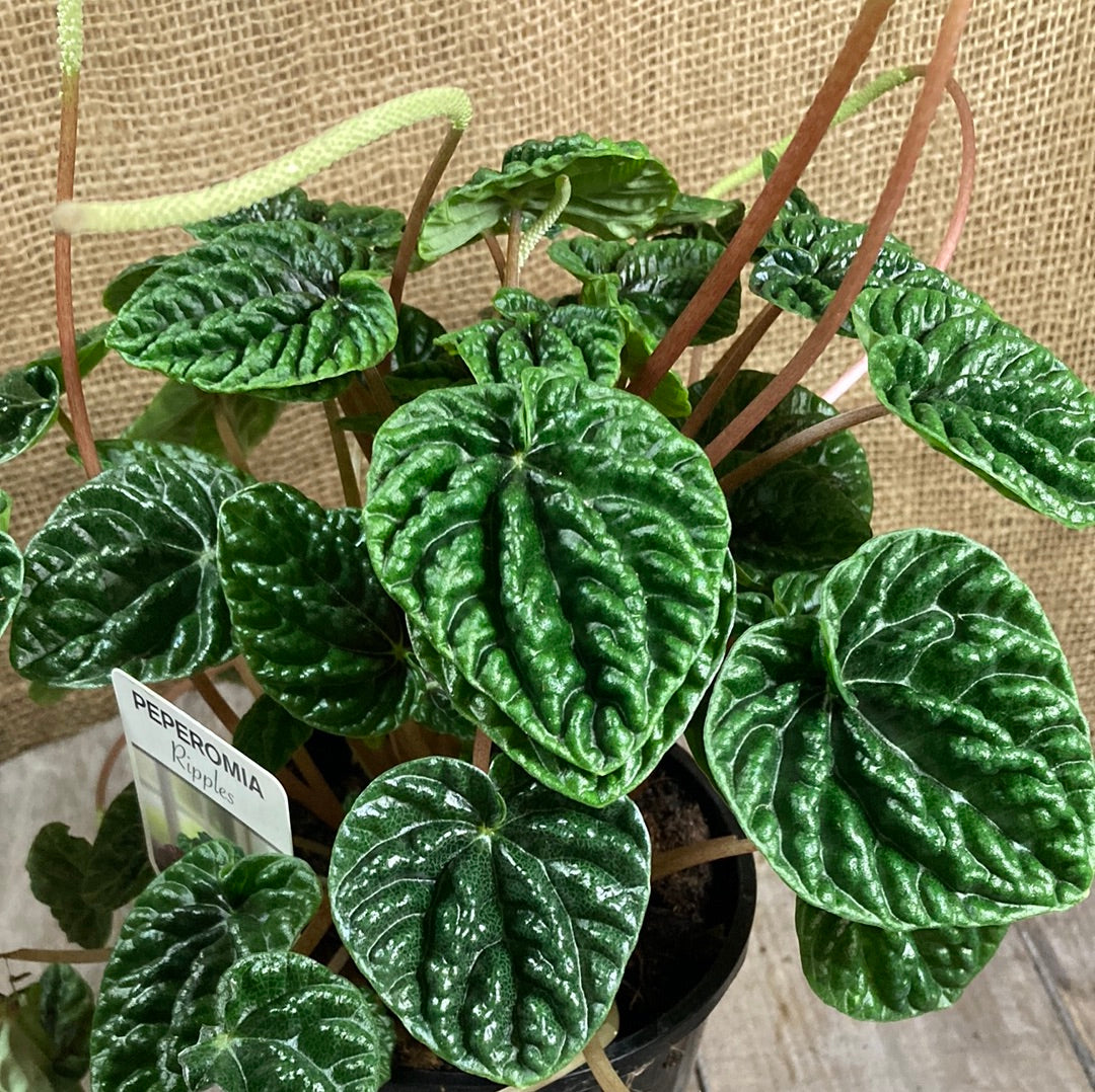 Peperomia caperata 'Emerald Ripple' 14cm