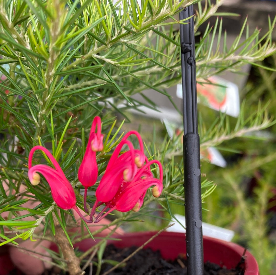 Grevillea ‘Scarlet Sprite’ 14cm