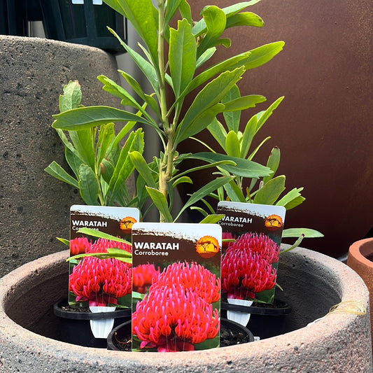 Telopea speciosissima 'Waratah' 14cm