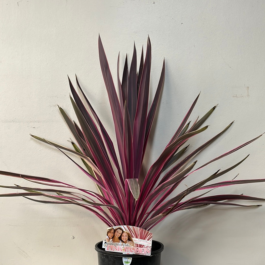 Cordyline Passion Pink 20cm