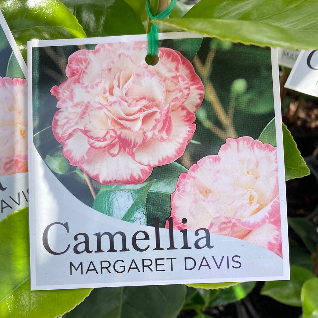 Camellia ‘Margaret Davis’ 14cm
