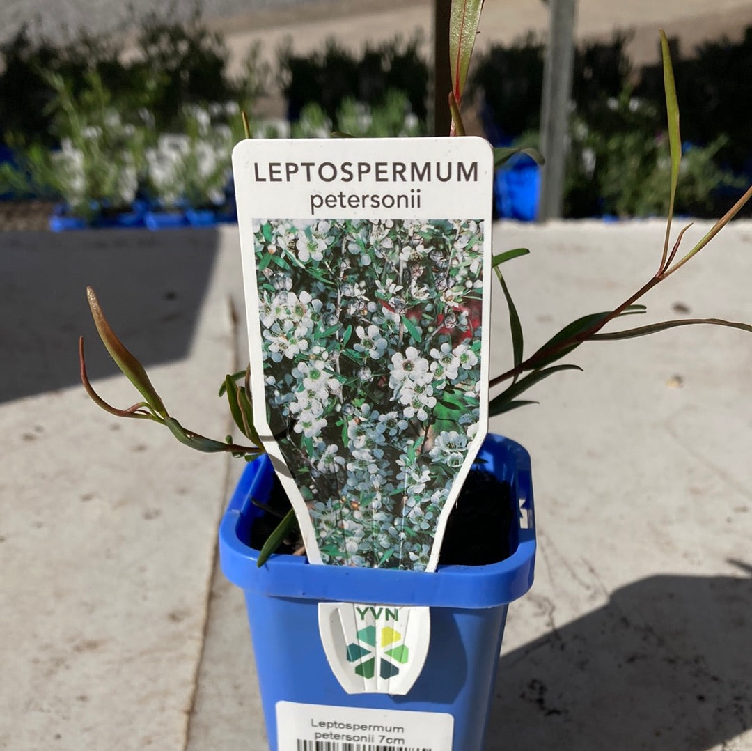 Leptospermum petersonii 'Lemon scented Tea tree' 7cm