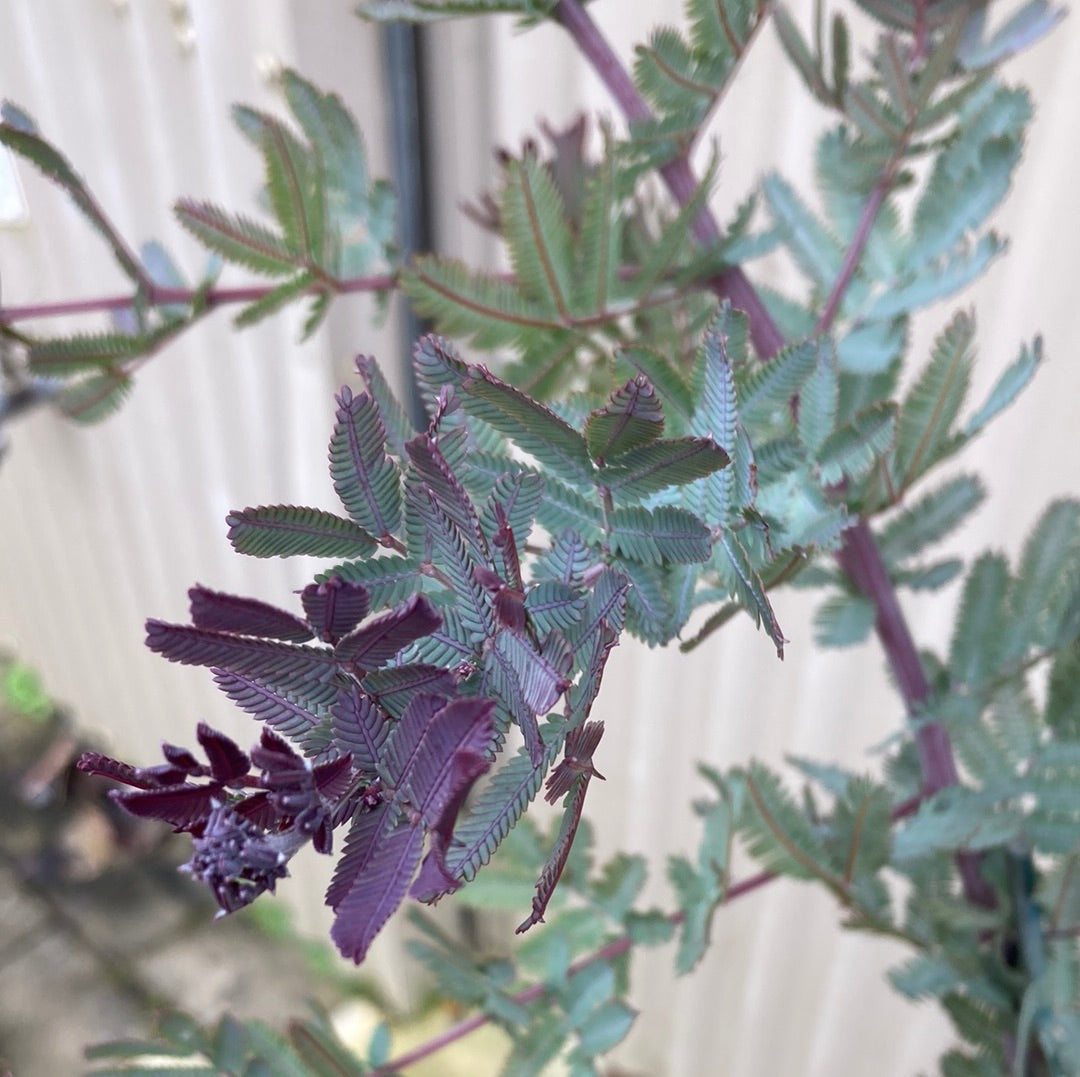 Acacia baileyana purpurea 'Purple Cootamundra Wattle' 25cm
