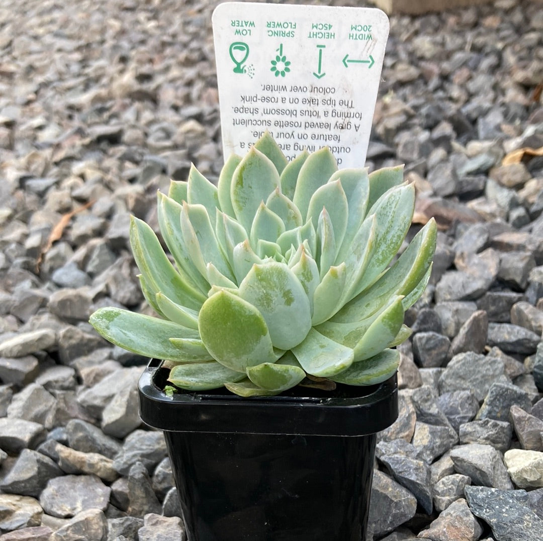 Yarra Valley Nursery