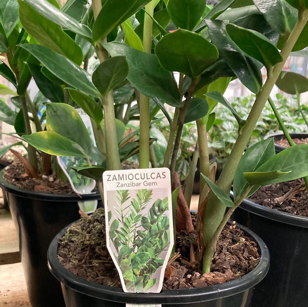 Zamioculcas 'Zanzibar Gem' 12cm