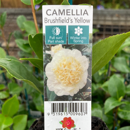 Camellia japonica 'Brushfield's Yellow' 7cm