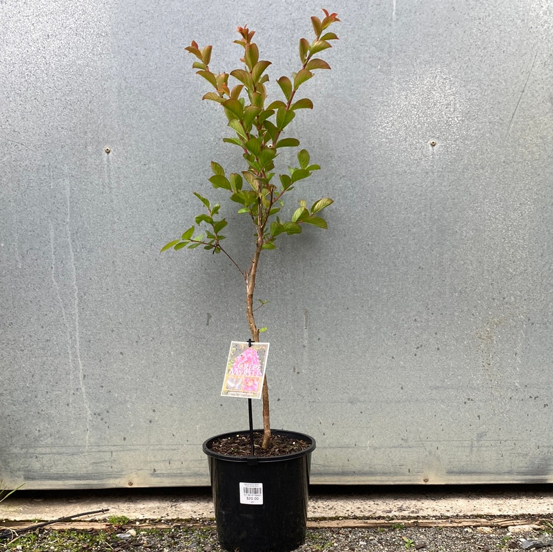 Lagerstroemia indica x fauriei ‘Sioux’ Crepe Myrtle 30cm
