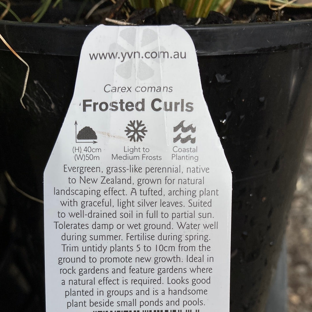 Carex Frosted CurIs 14cm
