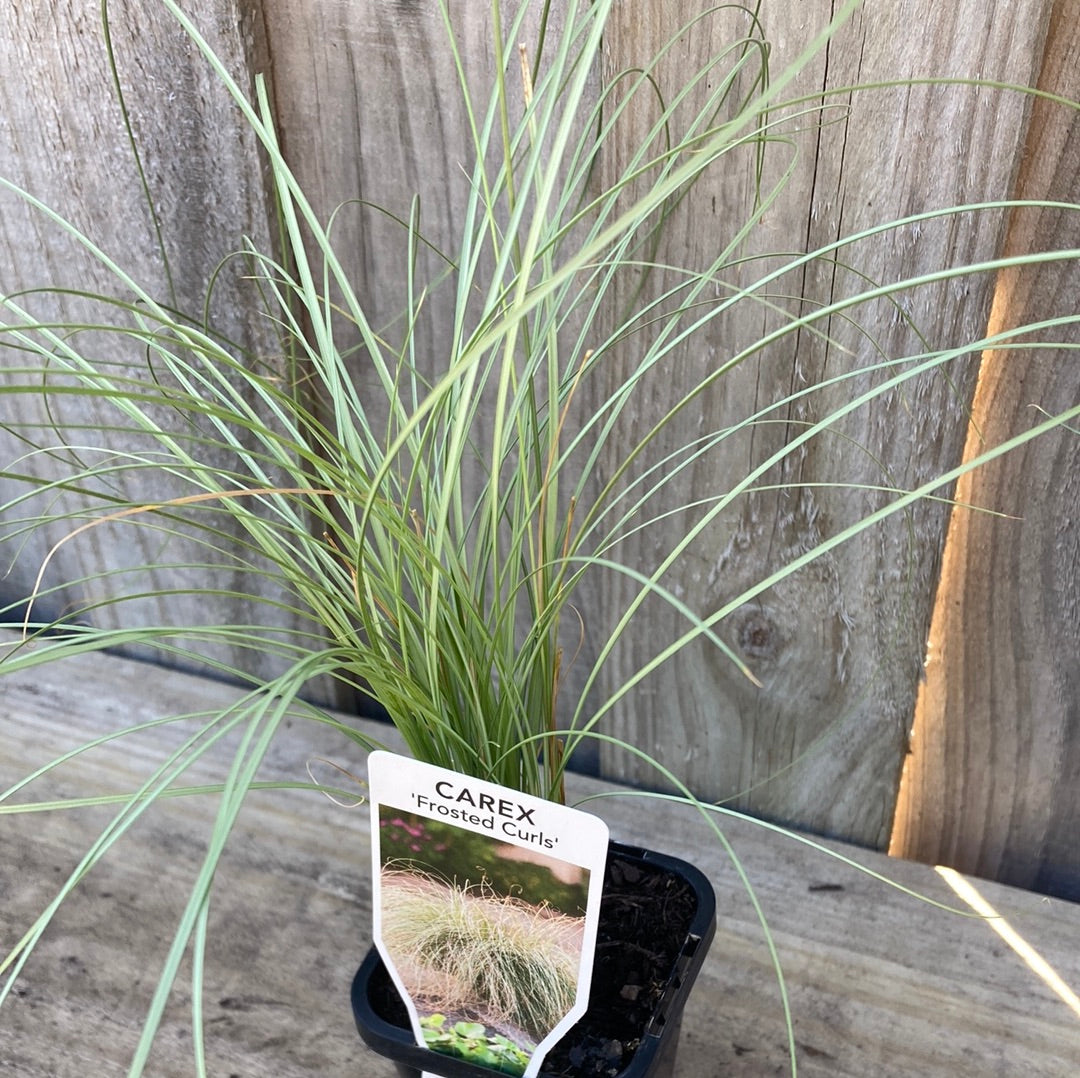 Carex ‘Frosted Curls’ 7cm