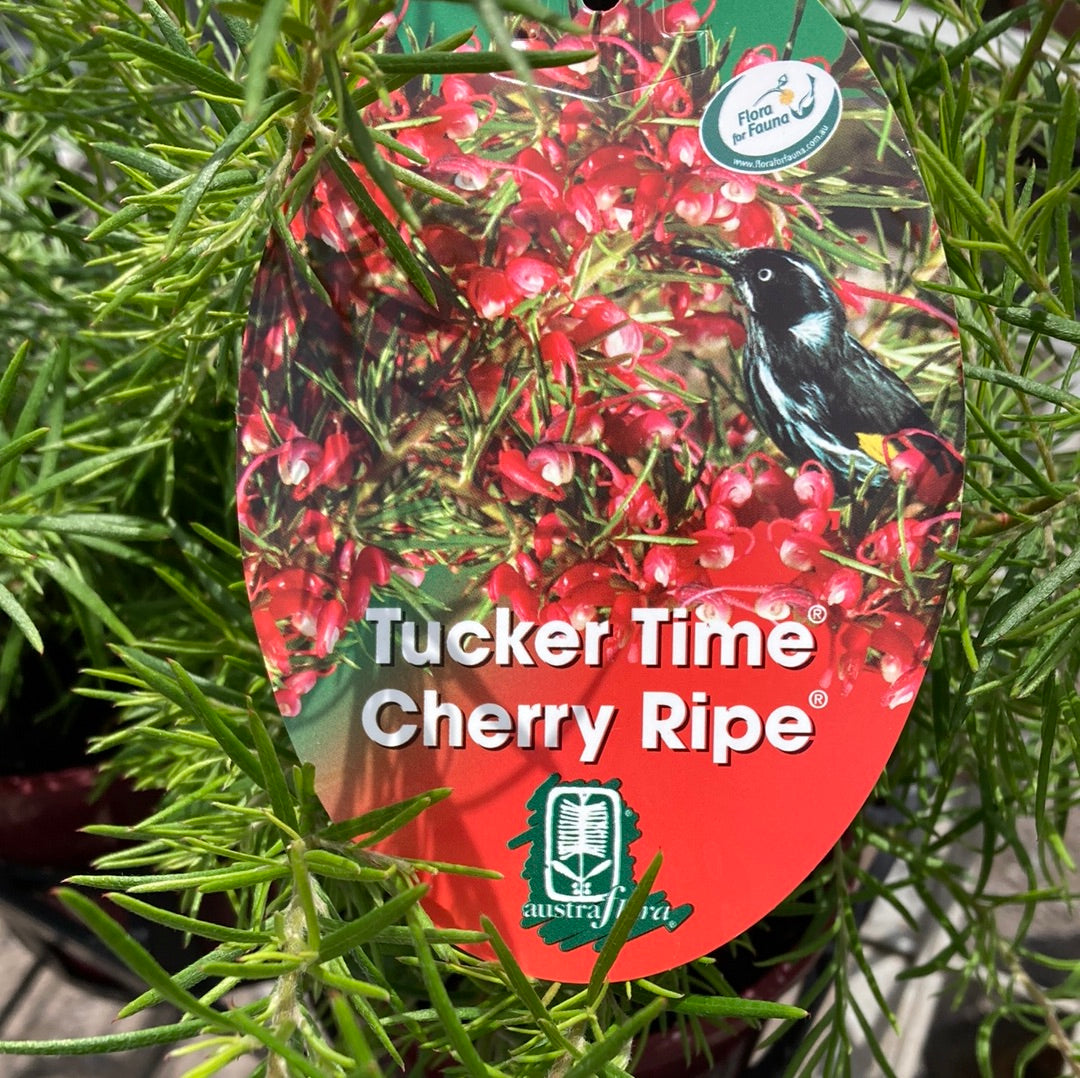 Grevillea lanigera x lavandulacea Tucker Time Cherry Ripe 14cm