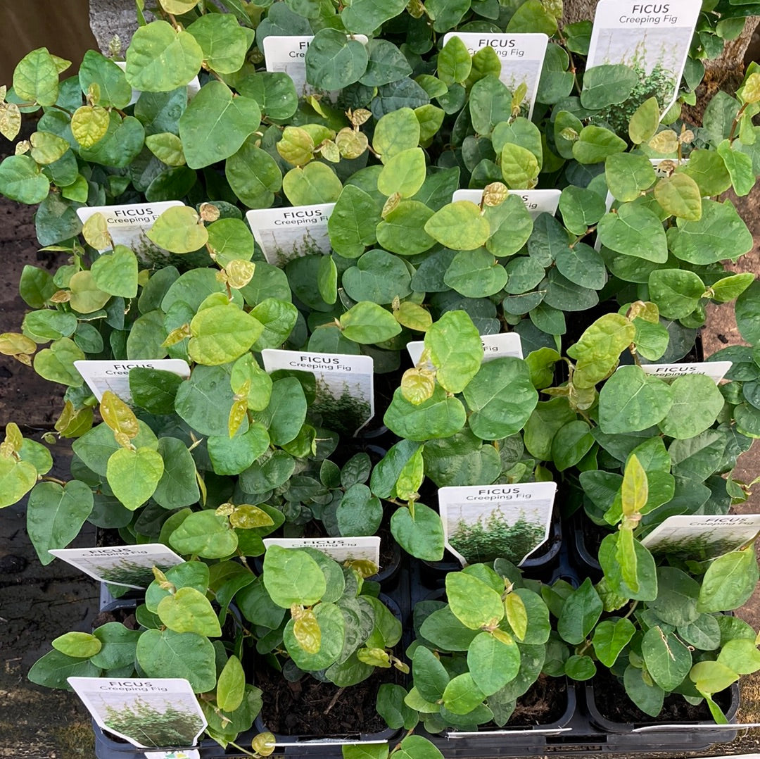 Ficus pumila 'Creeping Fig' 7cm