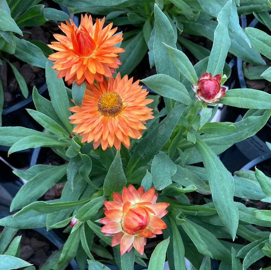 Bracteantha ‘Mohave Orange’ 14cm