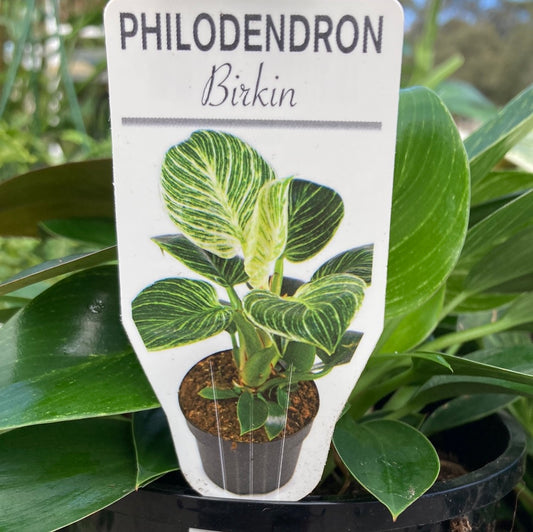 Philodendron 'Birkin' 14cm