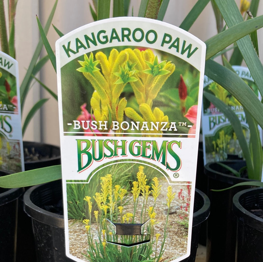 Anigozanthos Bush Bonanza Yarra View Garden Centre Mount Evelyn
