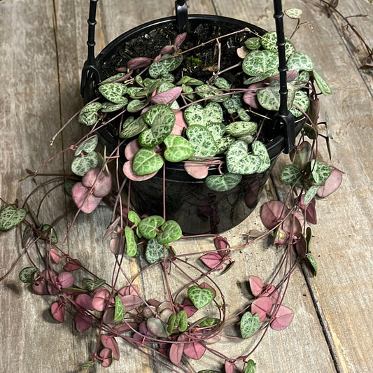Ceropegia woodii - Chain of Hearts 10cm HB