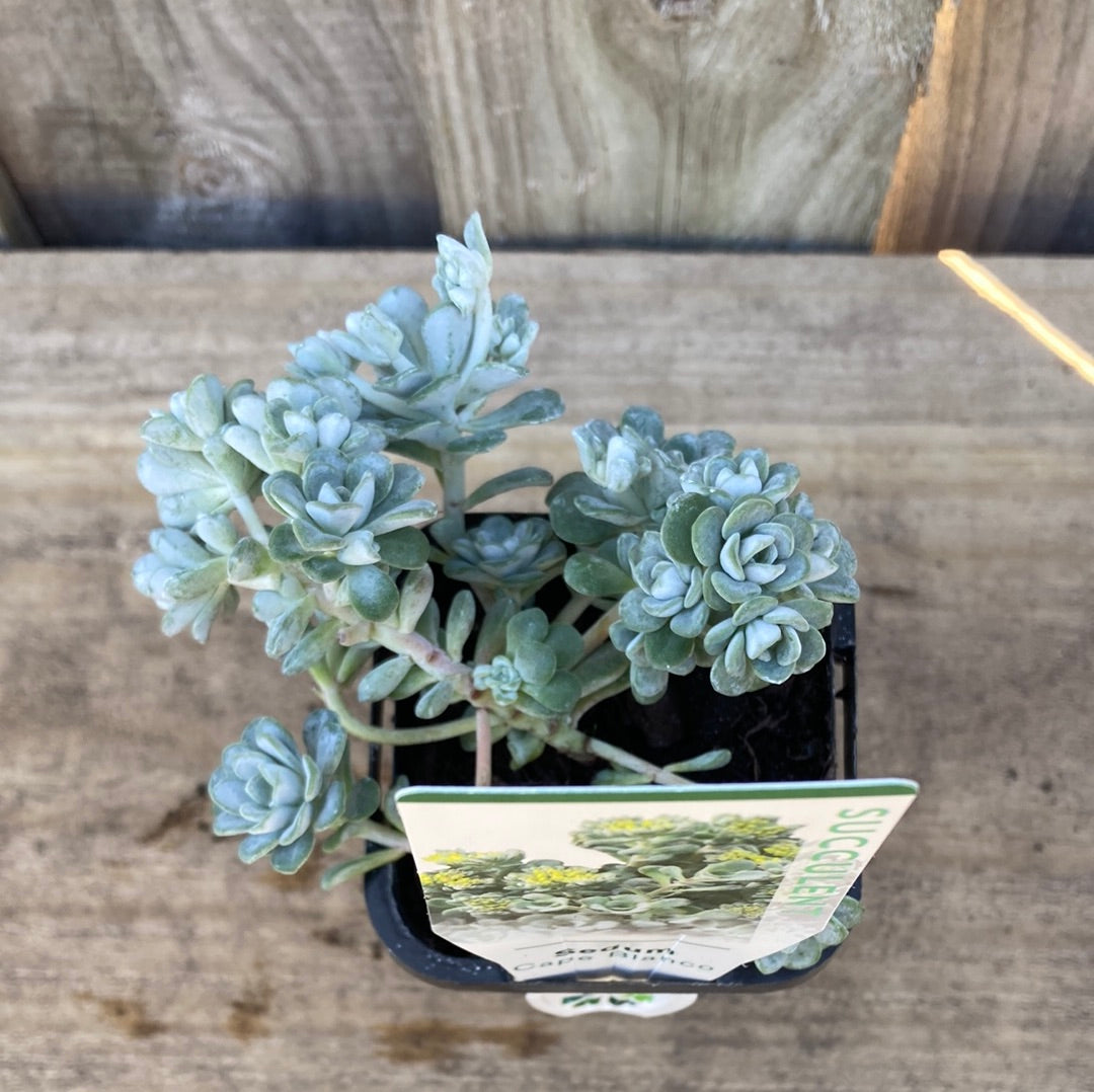 Sedum 'Cape blanco' 7cm