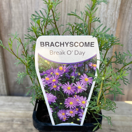 Brachyscome multifida ‘Break O’ Day’ 7cm