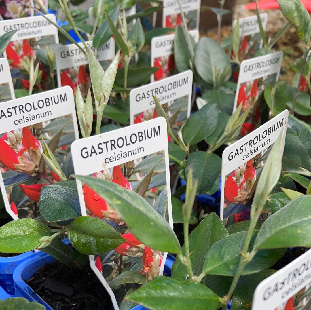 Gastrolobium celsianum 'Swan River Pea' 7cm