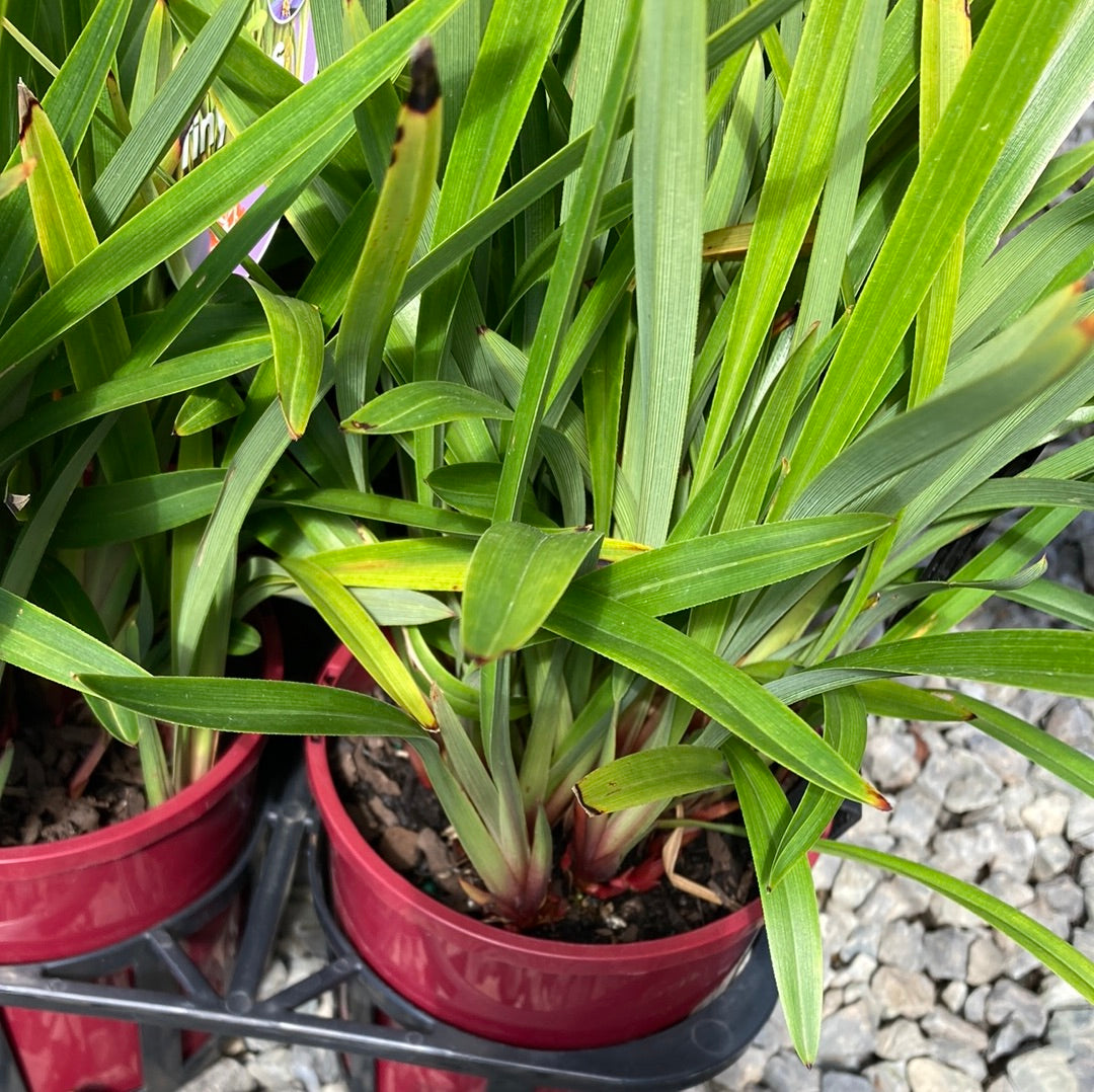 Dianella 'Tiny Tas' 14cm