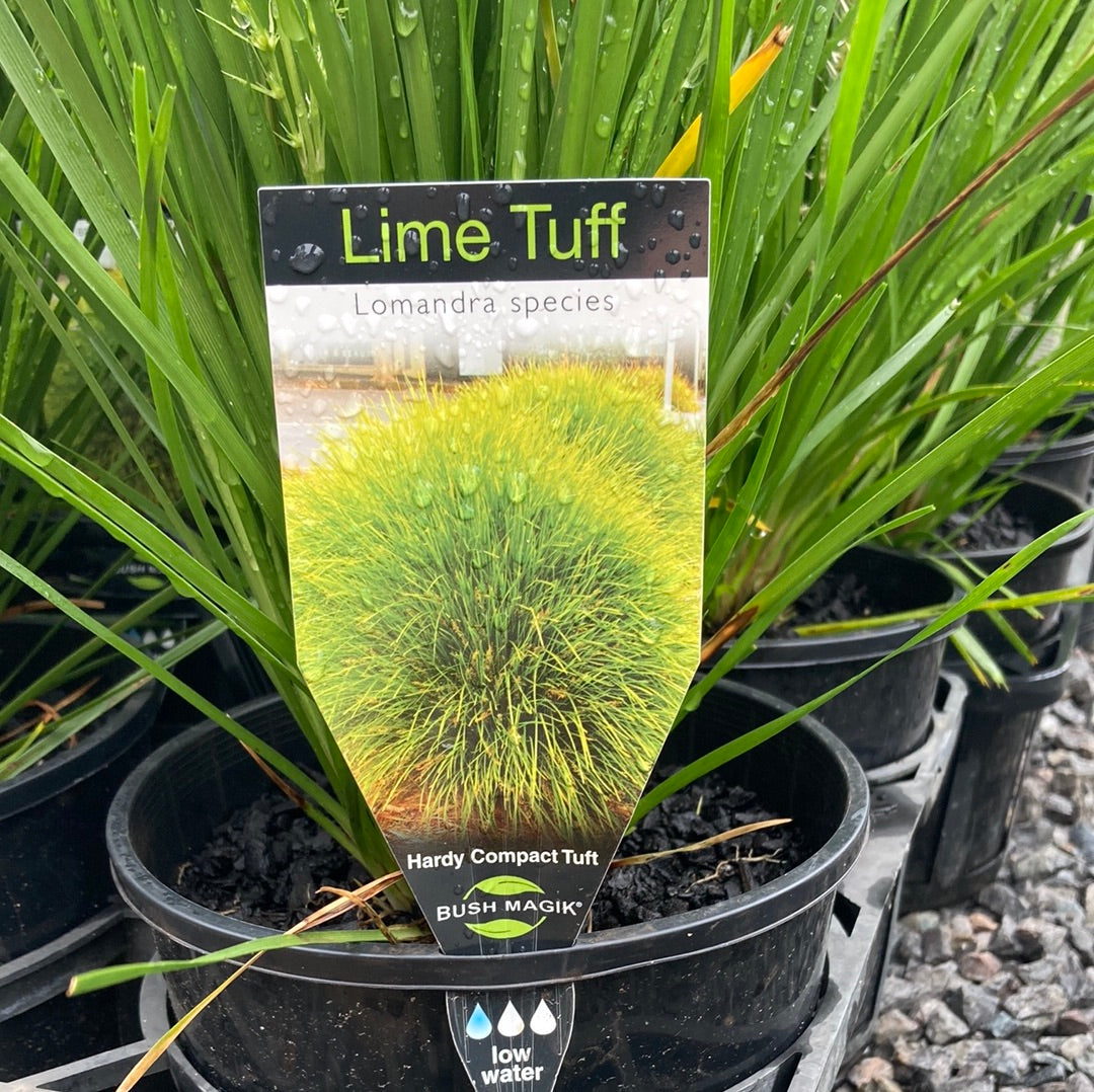 Lomandra ‘Lime Tuff’ 18cm