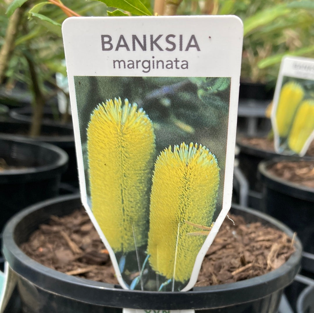 Banksia marginata 14cm