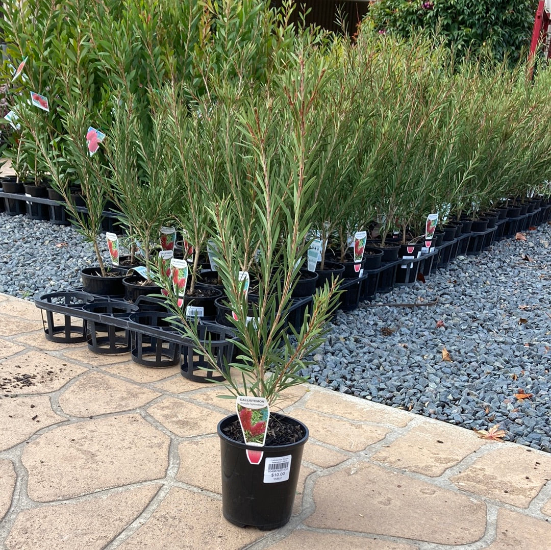 Callistemon 'Purple Splendour' 14cm