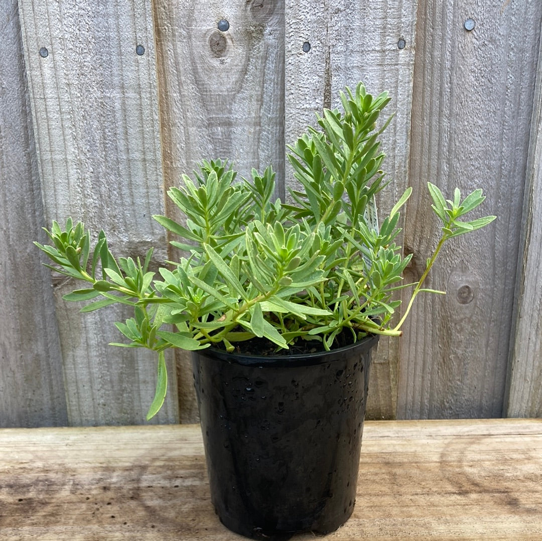 Myoporum parvifolium 'Garden Armour' 14cm