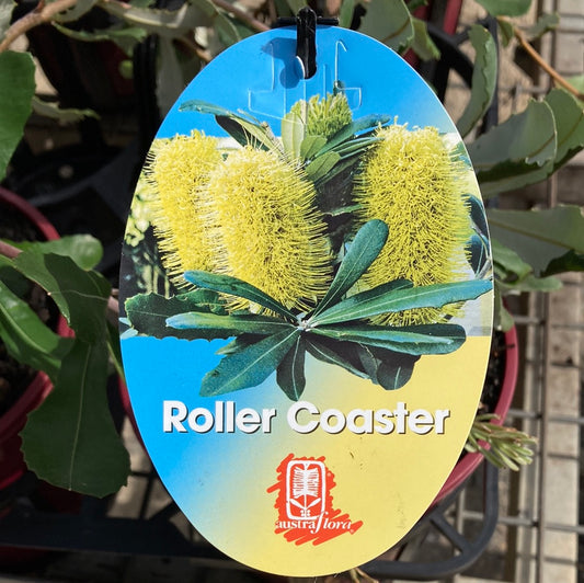Banksia integrifolia prostrate 'Roller Coaster' 27cm